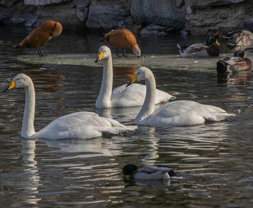 Colar Casal de Mãos Dadas - Prata 925