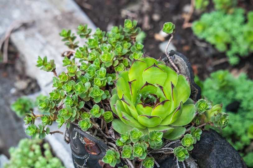 Anel Solitário Cravejado Verde - Prata 925